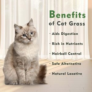Jardinière écologique pour herbe à chat, pour usage intérieur |   Kit de jardinage rectangulaire pour herbe à chat |   Décoration intérieure - Product Image 6