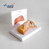 Modelo de Anatomía Interna del Seno Humano, Modelo de Órgano Humano para Enseñanza Médica, Modelo de Seno Femenino