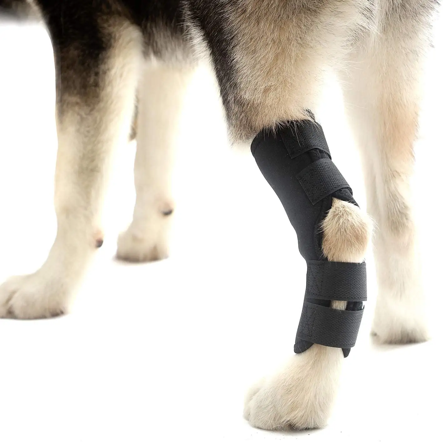 Heißer verkauf neopren hund knie unterstützung klammer protector hund bein klammer für Sprunggelenk Joint Wrap