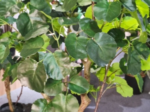 Dongguan Usine Bon marché Prix 120CM de haut Faux Bonsaï Plante Malus Spectabilis Pommeau Artificiel pour la Décoration Intérieure - Product Image 2