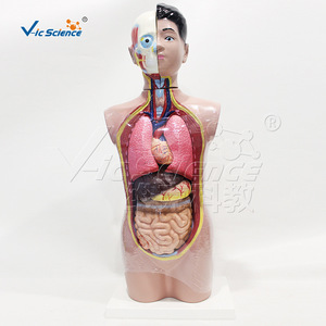 Modèle de demi-corps humain pour adolescents (9 pièces), outil pédagogique d'anatomie biologique pour le collège, organes internes médicaux détachables - Product Image 4