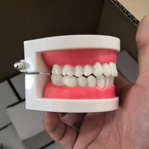 Vente en gros <span class=keywords><strong>de</strong></span> modèles dentaires standard TIANLIAN modèle dentaire en résine pour l'enseignement des dents <span class=keywords><strong>de</strong></span> <span class=keywords><strong>beauté</strong></span> modèle dentaire oral - Product Image 6