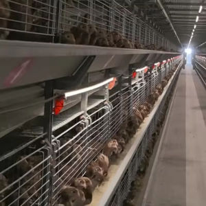 2026 En İyi Fiyatlı Ürünler 96 120 128 160 Kuş Katmanlı Kümes Hayvanları Batarya Tavuk Kafesleri Satılık - Product Image 5