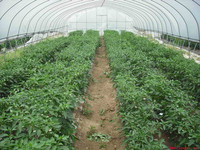 Film plastique transparent en PE résistant aux UV pour serre agricole à simple travée, tunnel en acier épaissi, installation facile