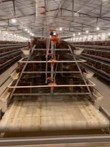 En çok satan 4 katlı 4 kapılar 128 kuşlar kapasiteli galvanizli Q235 çelik tel yumurta katmanlar tavuk kafesleri için kanatlı ev kullanılan örgü - Product Image 4