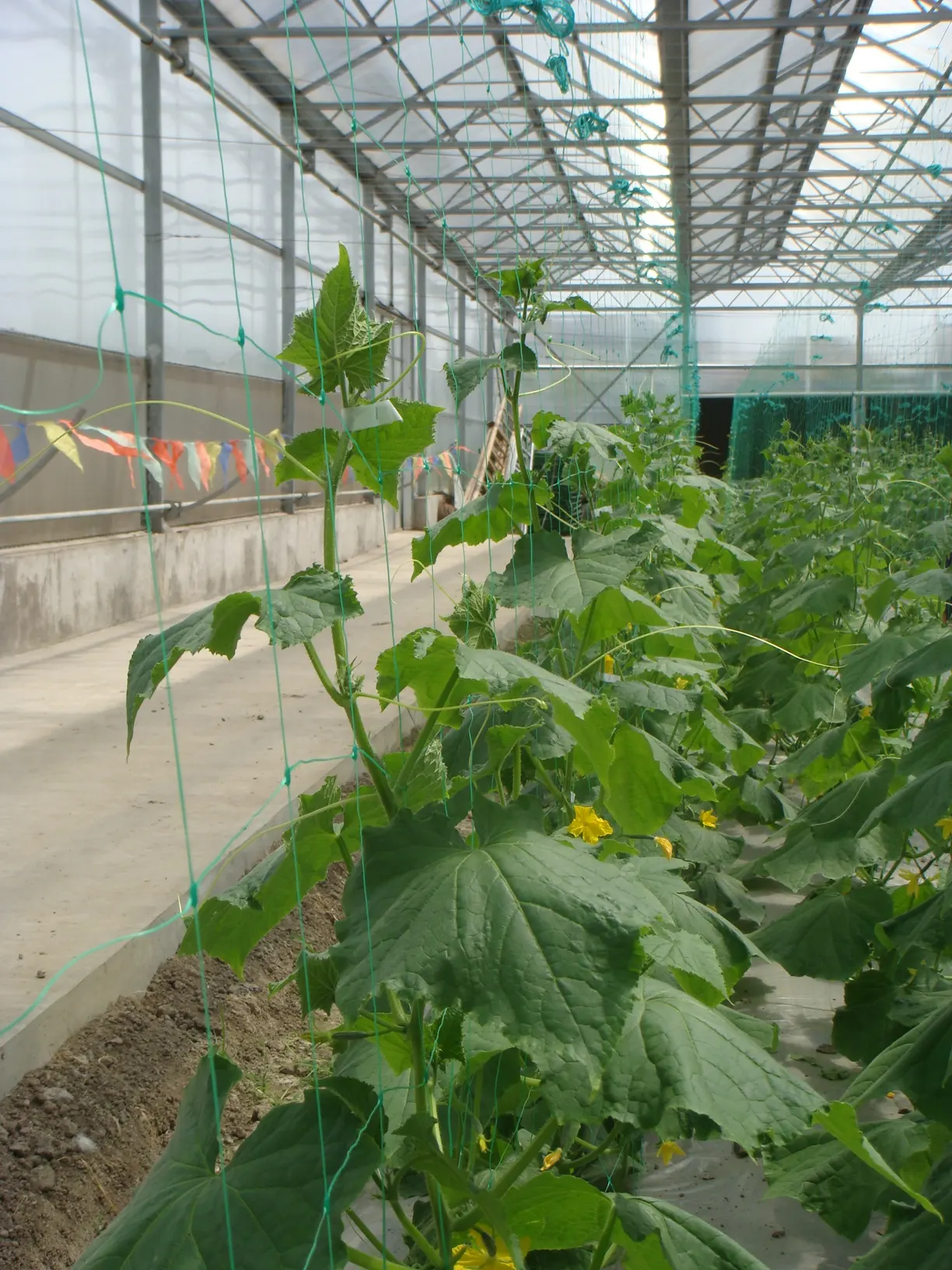 High Quality Green 130mm Plant Climbing Pea Cucumber Support Plastic Mesh Netting