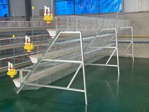 Approvisionnement d'usine galvanisé à chaud 60 oiseaux/poulets capacité Cage à poulet volaille Cage à poulet - Product Image 6