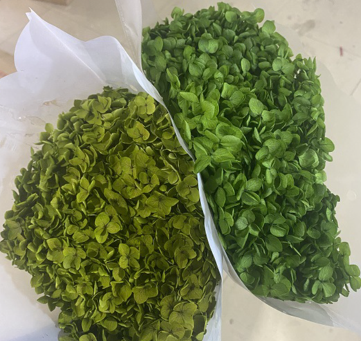 Erba verde sinistra uno