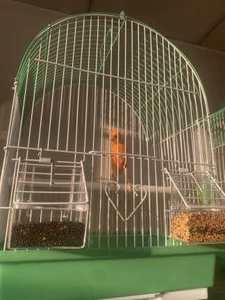 Gabbia per uccelli da appendere a buon mercato di buona qualità di fabbrica gabbia per uccelli in metallo con gabbia di ferro per pappagalli - Product Image 6