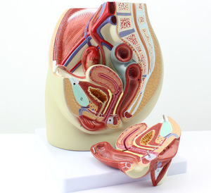 Anatomisches Modell des weiblichen Beckens 2 Teile Modell des menschlichen weiblichen Beckens Abschnitt anatomisches weibliches Becken modell Für Medizin studenten lernen - Product Image 5