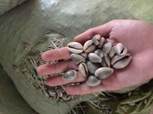 Shell <span class=keywords><strong>Conch</strong></span> - Product Image 5