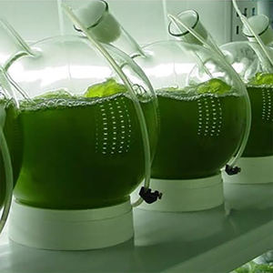 <span class=keywords><strong>Huile</strong></span> de base halal, extrait <span class=keywords><strong>d</strong></span>'algues <span class=keywords><strong>DHA</strong></span>, acide docosahexaénoïque, rétinol, <span class=keywords><strong>huile</strong></span> pour le visage et le corps, 40% <span class=keywords><strong>d</strong></span>'oméga 3, 60 ml, <span class=keywords><strong>huile</strong></span> <span class=keywords><strong>d</strong></span>'algues en marque privée - Product Image 5