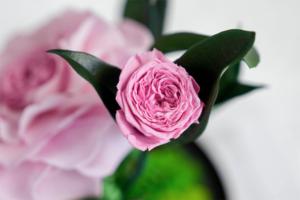 Roses éternelles sous cloche en verre, fleurs roses véritables avec base dorée et mousse, décoration intérieure durable sans entretien - Product Image 3