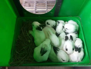 ฟาร์มสัตว์อุปกรณ์กระต่ายกล่องให้อาหารกระต่ายพลาสติก Nest กล่อง - Product Image 6