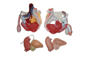 Modelo de Órganos Pélvicos Masculinos con Músculos - Product Image 2