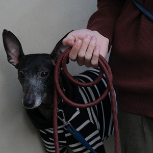 2025 Custom 4-in-1 lunghezza regolabile guinzaglio per cani senza mani in Nylon a tracolla in poliestere guinzaglio grande medio per cani con manico - Product Image 5