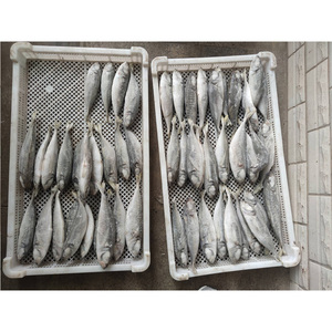 Poisson congelé, maquereau, poisson BQF, maquereau atlantique de grande taille, fournisseur de maquereau - Product Image 5