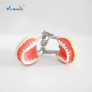 דגם סטנדרטי (32 יחידות, חניכיים רכות) דגם שתל שיניים דגם לסת שיניים