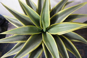 Planta de <span class=keywords><strong>aloe</strong></span> <span class=keywords><strong>vera</strong></span> artificial de tacto real, planta suculenta de <span class=keywords><strong>Agave</strong></span> para decoración del hogar y jardín, venta al por mayor - Product Image 2