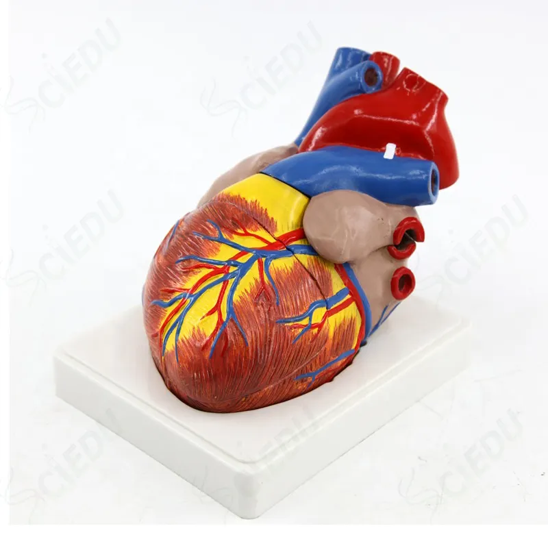 3x Life Size 4 Parts Human Heart Model Plastic Heart Anatomy Model Medical Heart Model