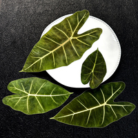 Hijau beludru Taro/Alocasia daun kering karya seni bingkai bunga Pres untuk Tahun Baru Hari Ayah Hari Ibu hari Paskah