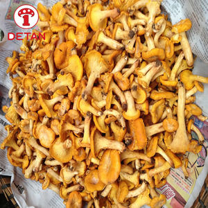 Detan <span class=keywords><strong>Prix</strong></span> de gros Champignon Chanterelle sauvage fraîche de haute qualité - Product Image 2