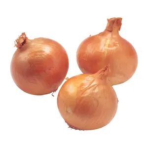 New crop of red shallot onion with low price for export Chinese onion