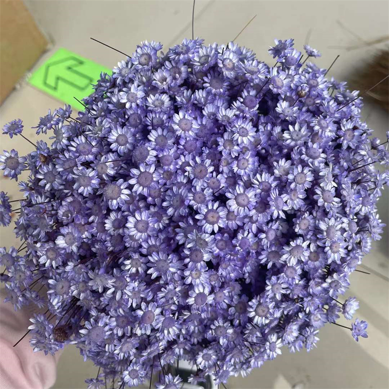 viola chiaro
