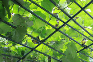 Su geçirmez PE malzeme bahçe malzemeleri boru sütunlar tırmanma sarmaşıklar çiçek stantları gül destek direkleri ev bahçe dekorasyonu - Product Image 6