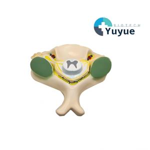 Modelo Ampliado <span class=keywords><strong>de</strong></span> la 5ª Vértebra Cervical con Médula Espinal y Nervios - Herramienta <span class=keywords><strong>de</strong></span> Enseñanza <span class=keywords><strong>de</strong></span> Anatomía - Product Image 1