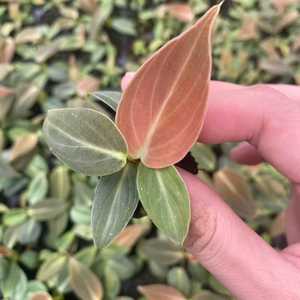 ฟิโลเดนดรอน เมลาโนคริซัม ต้นกล้าเพาะเลี้ยงในถาดขนาด 3-5 ซม. ต้นไม้หายากสำหรับปลูกในบ้าน ขายส่ง - Product Image 1