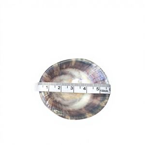 Coquillages de limaces polies de qualité supérieure, artisanat vietnamien, matériau écologique, forme ovale style ange pour la confection de soutiens-gorge et la création artistique - Product Image 1