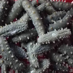 Высокое качество и Лучшая цена замороженный морской огурец без добавления - Product Image 5