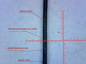 新品8 LEDポータブル<span class=keywords><strong>USB</strong></span>デジタル顕微鏡美容看護家庭用デジタル拡大鏡スキンケア顕微鏡 - Product Image 6