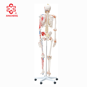 <span class=keywords><strong>Esqueleto</strong></span> con Músculos <span class=keywords><strong>y</strong></span> Ligamentos Numerados, Más de 200 <span class=keywords><strong>Huesos</strong></span>, 180 cm de Altura, Modelo de Enseñanza Médica - Product Image 2