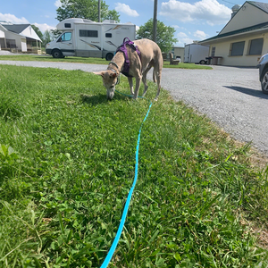 बहु-स्थिति लंबी पालतू लीड 10 मीटर टिकाऊ प्रशिक्षण हैंडल हाथ मुक्त pvc कोटेड डॉग कॉलर और लेश माननीरियम - Product Image 2