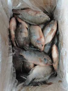<span class=keywords><strong>Frozen</strong></span> Live <span class=keywords><strong>Tilapia</strong></span> Fish Alive Eviscerado <span class=keywords><strong>Scaled</strong></span> <span class=keywords><strong>Tilapia</strong></span> Preço Do Fornecedor Exportador Da China - Product Image 5