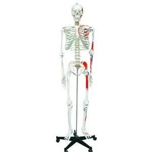 180cm taille réelle squelette humain modèle d'enseignement médical et scientifique anatomie PVC plastique squelette humain