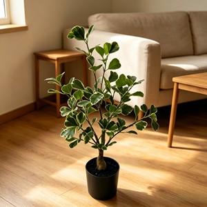 Planta de hojas anchas de caucho con acabado brillante de lujo, con hojas ovaladas gruesas para esquina de oficina, pasillo de hotel, sala de estar, estilo moderno minimalista. - Product Image 5