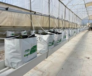 Bac à gouttières de grande taille pour l'agriculture hydroponique de <span class=keywords><strong>laitue</strong></span>, fraises, tomates, poivrons, <span class=keywords><strong>basilic</strong></span> avec coco-fibre - Product Image 5