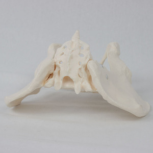 Modèle pelvien féminin articulé à l'échelle 1:1, squelette dynamique de hanche et de sacrum humains, outil pédagogique pour l'enseignement de l'anatomie pelvienne - Product Image 1