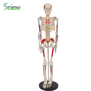 Sciedu 85cm với toàn bộ cơ thể cơ bắp bắt đầu và kết thúc vành đai intervertebral đĩa dây thần kinh Bộ Xương mô hình kỹ thuật số bộ xương người - Product Image 1