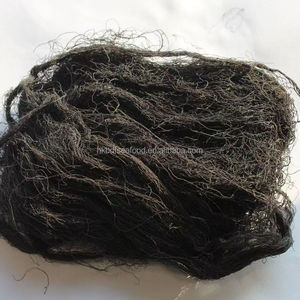 สาหร่ายทะเลแห้งคุณภาพส่งออกสำหรับขายส่ง สาหร่ายดำ สาหร่ายกราซิลารีอา อูเชมา คอตตอนนี สำหรับทำซุป จากโรงงานผู้ผลิต - Product Image 5
