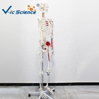 Modèle de squelette humain de 180 cm avec muscles colorés et marques numérotées, sans ligaments, pour l'enseignement de l'anatomie CE/ISO/ROHS/CNAS