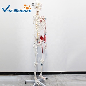 Modelo de <span class=keywords><strong>Esqueleto</strong></span> <span class=keywords><strong>Humano</strong></span> de 180 cm con Músculos de Colores <span class=keywords><strong>y</strong></span> Marcas Numéricas, Sin Ligamentos, para Enseñanza de Anatomía, CE/ISO/ROHS/CNAS - Product Image 3