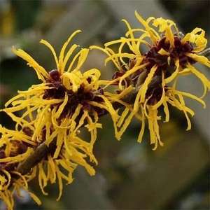 Hamamelis สารสกัดจากแม่มดสีน้ำตาลแดง, - Product Image 3