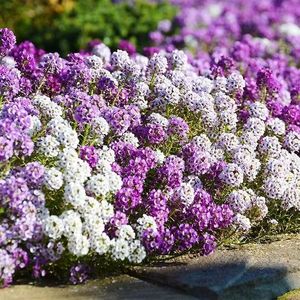 Frutos Crudos de Alyssum Dulce de Alta Calidad (Lobularia <span class=keywords><strong>Maritima</strong></span>) para Floricultura - Product Image 3