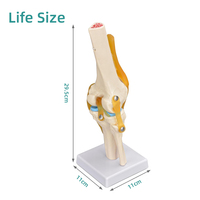 Modelo de articulación de rodilla funcional, modelo anatómico que incluye ligamento y menisco, esqueleto funcional, modelo de ciencia médica