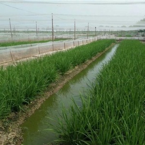 Tùy Chỉnh Cắt <span class=keywords><strong>HDPE</strong></span> Uv-Ổn Định Chống Chim Lưới Cho Lúa Gạo Bảo Vệ Tùy Chỉnh Kích Thước Cuộn Đóng Gói Sử Dụng Đặc Biệt Dịch Vụ - Product Image 6