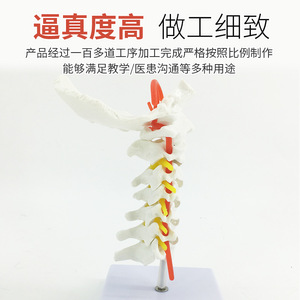 Modèle de colonne vertébrale humaine, vertèbres, modèle de colonne vertébrale lombaire, colonne vertébrale cervicale avec nerfs, structure de la colonne vertébrale thoracique, intervertèbres lombaires - Product Image 3